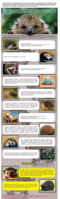 Тайная жизнь ежиков