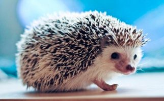 Бляха-муха. А это половчее, чем перцовый баллончик даже... Ёжик в сетке. Дома - живёт себе, бегает по квартире, ворчит. А положишь его в сетку - так сразу в оружие массового поражения превращается. Мощно, надо взять на вооружение = )