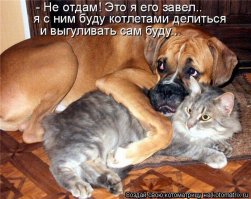Забавные мысли, которые наверняка посещали каждую собаку
