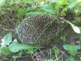 Мои дачные гости:)