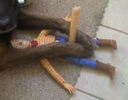 Застали врасплох... обоих. Но ему то проще - просто прикинулся безжизненной игрушкой)