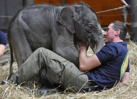 Мимишные гиганты