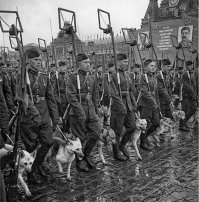 Подвиги собак на Великой Отечественной войне