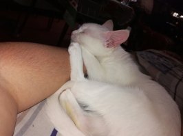 К 1 гифке:все белые кошки любят это