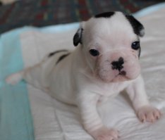 Вот такое счастье у меня сейчас :) Хранцузкое :)