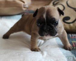 Вот такое счастье у меня сейчас :) Хранцузкое :)