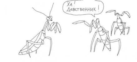 Богомол. Фотосессия