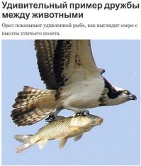 Дружба среди животных есть!