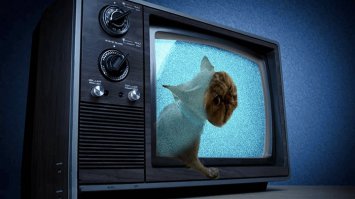 Неудачная стрижка превратила важного кота в посмешище
