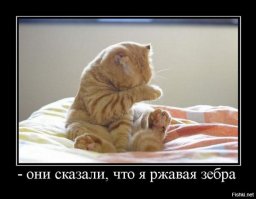 Неудачная стрижка превратила важного кота в посмешище