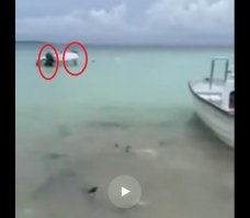 Так вот вы какие, пираньи на стероидах 