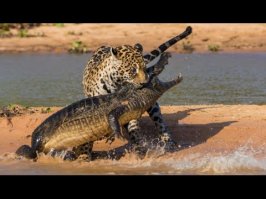 Этот папка бы точно разобрался.