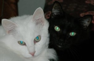 Мои кошаки.Белый-кот Миша,черная-кошка Маша.:)
