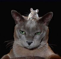 Дружба среди животных есть!