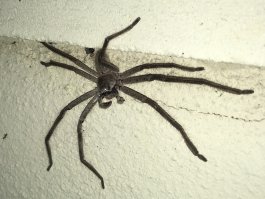 Не, у меня покруче живет. Не ядовитый, но растет до размеров тарелки. Сейчас сантиметров 8-9 в диаметре.