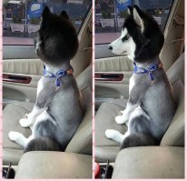 Неудачная стрижка превратила важного кота в посмешище