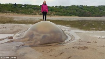 Нашествие гигантских медуз выглядит так