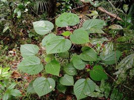 Занимательно . А вы ,Евгений, с Джимпи-джимпи не сталкивались на австралийских просторах? Пишут , это растение прямо адово-лютый пздц ,какое опасное.