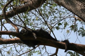 Бинтуро нг   млекопитающее семейства виверровых отряда хищных, единственный вид монотипного рода Бинтуронги . Из-за внешнего сходства ранее причислялся к семейству енотовых. Они классные