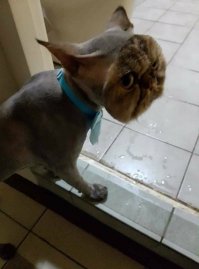 Возможно, это самый смешной кот, которого я когда-либо видел