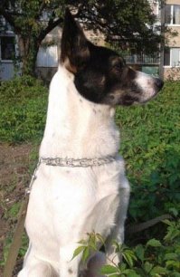 Не, ну это я, конечно, утрирую немножко. Подыграла теме поста, так сказать. Так-то он у нас отважный пес. Метис русско-европейской лайки, охотник и защитник от природы. Если, по его собачьему разумению, кому-то из нас (в т.ч. и нашей кошке) грозит опасность, бросается на защиту отчаянно.  Ну, а те страхи, которые я перечислила- это маленькие слабости, у кого их нет. ;)