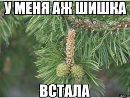 Веселый танец мисс Нидерланды