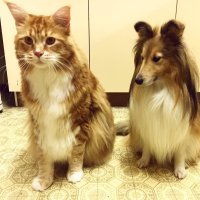 фигасе,он больше чем колли)