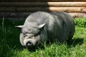 10 опасных животных, которых все считают милыми и добрыми