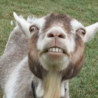 10 опасных животных, которых все считают милыми и добрыми