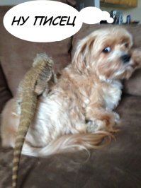 Чего боятся собаки?