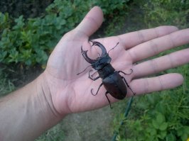 Ладно, кое-чего и у нас водится