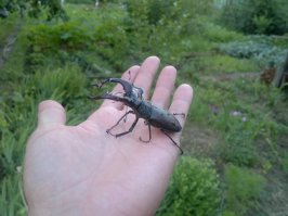 Ладно, кое-чего и у нас водится