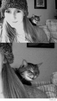 Очаровательные, пушистые комочки зла