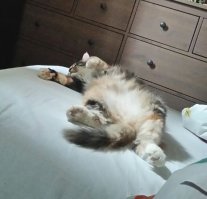 От и зверь классный и сплошь одни плюсы, кроме одного: сколько эта хрень жрёт? 
Если обычная (5кг) кошка "съедает" на обслуживании 200-250руб/сутки, то про такого лепёрда и подумать... не, не страшно - просто даже не хочется пробовать представлять дома ещё один холодильник (=