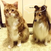 Знакомьтесь, Омар — самый длинный кот в мире