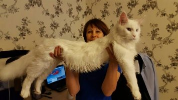 Наш, отечественный......