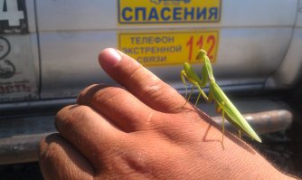 Богомол. Фотосессия