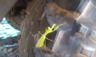 Богомол. Фотосессия