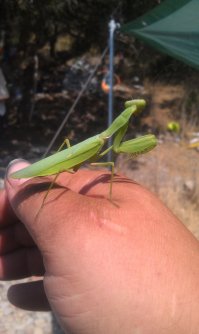 Богомол. Фотосессия