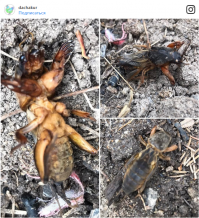 Обыкновенная Медведка, на юге часто таких встречал.