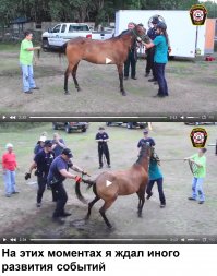 Спасение лошади,  намертво застрявшей в густой грязи