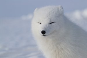 а я вот буквально только что полярную лисичку фоткал, а друг - меня за этим занятием