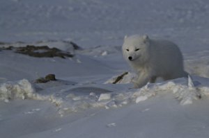 а я вот буквально только что полярную лисичку фоткал, а друг - меня за этим занятием