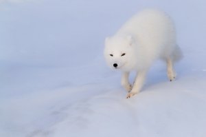 а я вот буквально только что полярную лисичку фоткал, а друг - меня за этим занятием