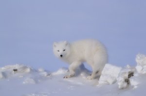 а я вот буквально только что полярную лисичку фоткал, а друг - меня за этим занятием