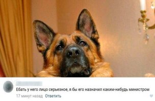 Да уж,от этого собакена явно больше толку будет,чем от наших дармоедов