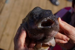За, местным деликатесом   селедкой на лодке выходить не стали и попробовали ее в местном кафе.
Вернувшиеся с моря рыбаки показали нам еще один интересный экземпляр, который в сушеном виде в Исландии считается деликатесом. Пинагор или Морской воробей.