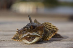 Решили немного порыбачить. С пирса тут, даже на голый крючок клюет только симпатичный беломорский бычок. Потаскали их немного ради азарта.