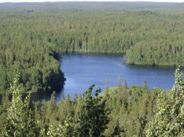 Мои Соловецкие приключения:
1. ой, цветет черника...
2. Пейзаж с Секирки
3. Просто елочка на Муксалме
4. Белая ночь над монастырем (примерно три часа ночи)