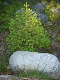 Мои Соловецкие приключения:
1. ой, цветет черника...
2. Пейзаж с Секирки
3. Просто елочка на Муксалме
4. Белая ночь над монастырем (примерно три часа ночи)